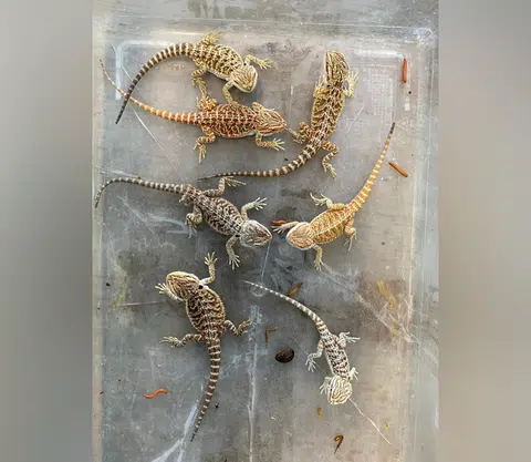 Man fined $2,000 for keeping, selling bearded dragons on Telegram