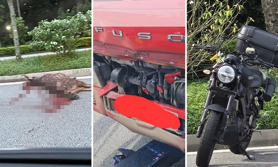 The accident on Dec 2 marked the second case of roadkill involving a sambar deer in 2024. PHOTOS: LOVE SAMBAR/FACEBOOK