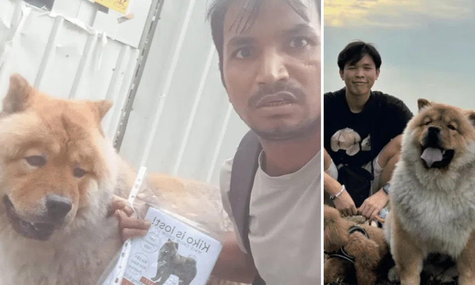 Mr Teh's family has owned Kiko for five years since he was a three-month-old puppy.