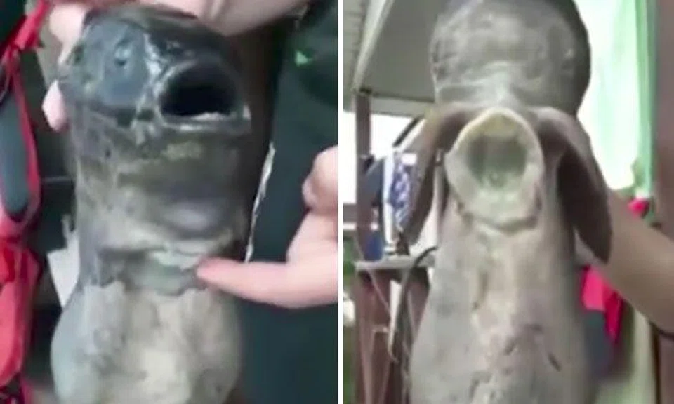 Mutant fish with two mouths found off Russian waters