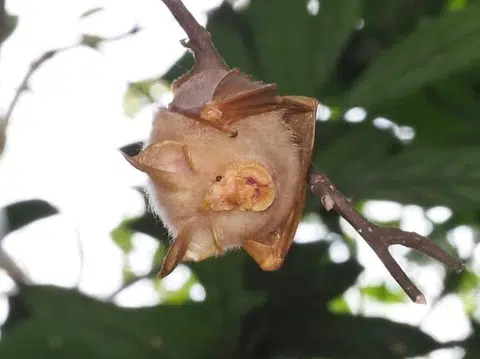 The bat, which can be found at the Central Catchment Nature Reserve and in Pulau Tekong, is an endangered species.