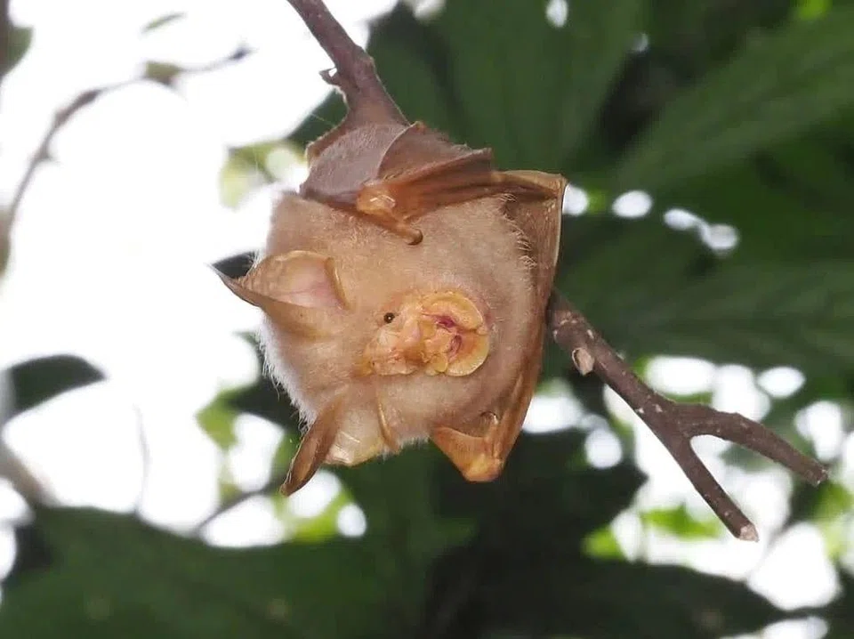 The bat, which can be found at the Central Catchment Nature Reserve and in Pulau Tekong, is an endangered species.