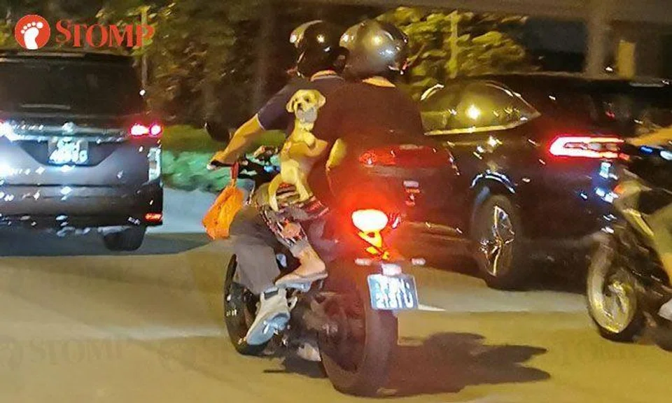 'Fur' real? Couple on motorcycle takes dog on ride along CTE