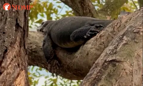 Monitor lizard takes afternoon nap on tree at Punggol Waterway