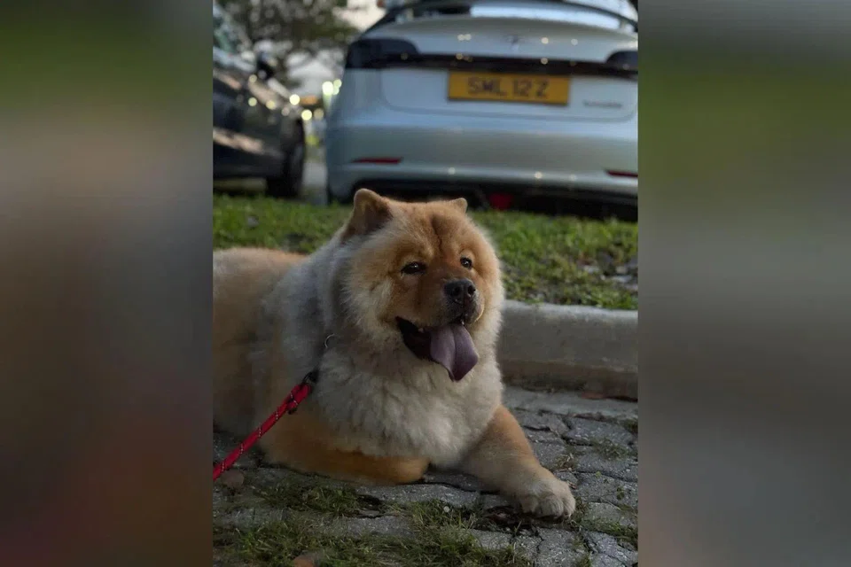 Mr Matthew Teh’s family had offered a $5,000 reward for Kiko’s safe return. PHOTO: COURTESY OF MATTHEW TEH