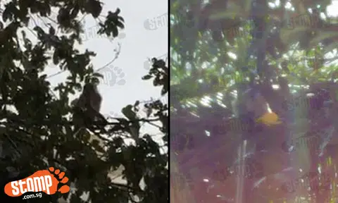 More monkey sightings at Fajar Rd and Gangsa Rd in Bukit Panjang
