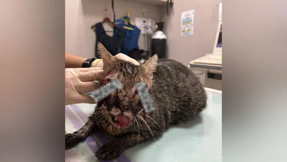 Due to the extent of the cat's injuries, animal welfare society Luni Singapore said it suspects a case of deliberate abuse.