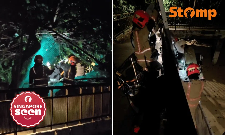 4 stuck on Labrador Jetty for 3 hours after fallen tree blocks exit, SCDF arrives to rescue them