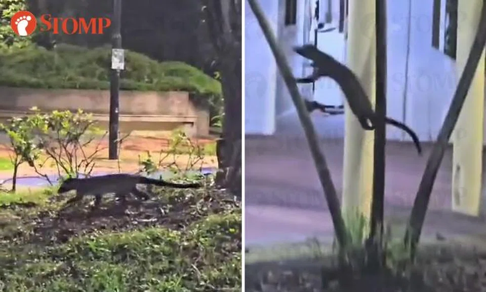 Commonwealth Drive resident opens door for fresh air, awed by sight of civet cat