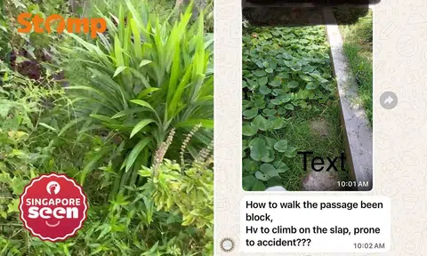 community garden in bidadari like jungle
