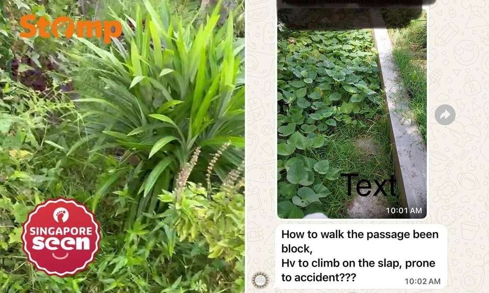 community garden in bidadari like jungle