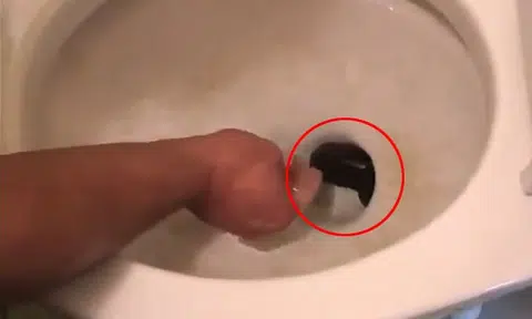 Here's the last thing you'd want to find inside your toilet bowl