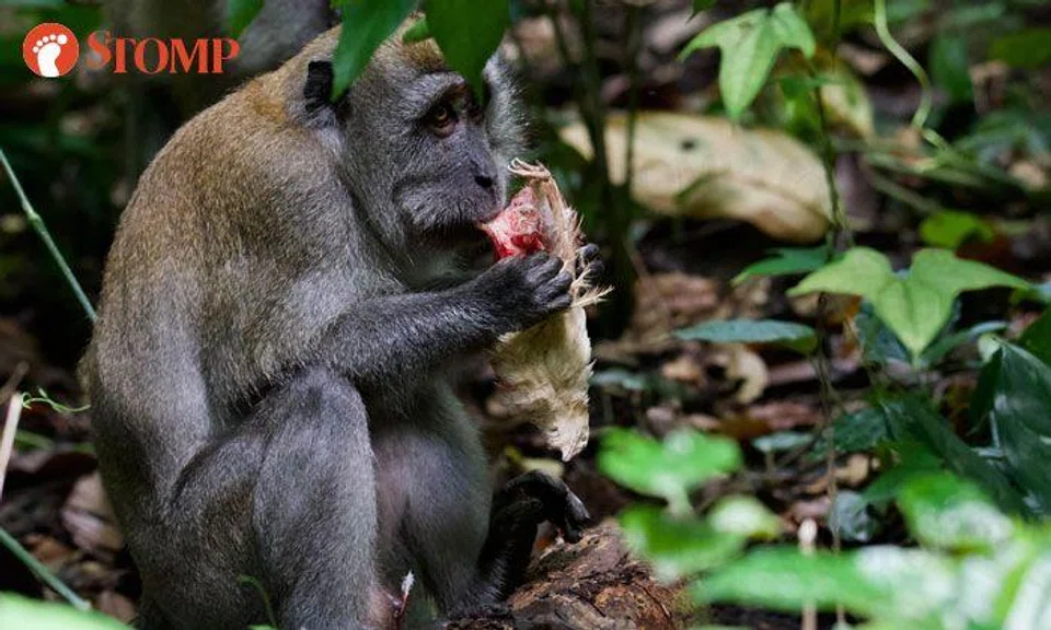 Monkey eats live chicken at Windsor Nature Park