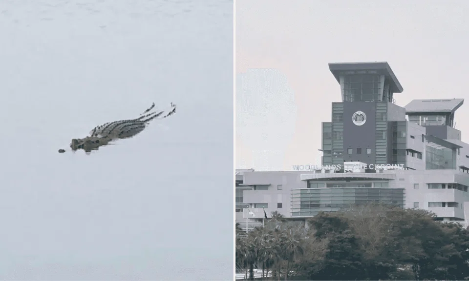 A crocodile was spotted in waters off the Causeway on Jan 18. 
