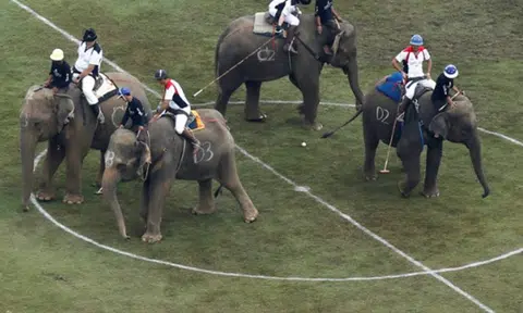 Thai league goes big on polo, holds tournament with elephants