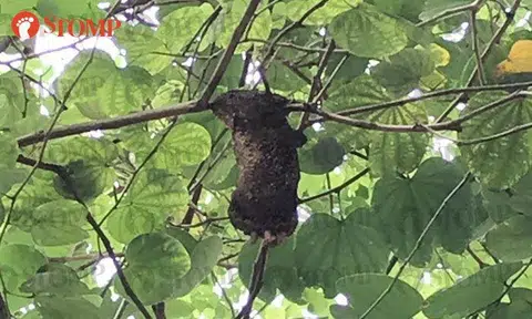 Lau Lup looks up after hearing chirping in Toa Payoh -- and makes cool sighting
