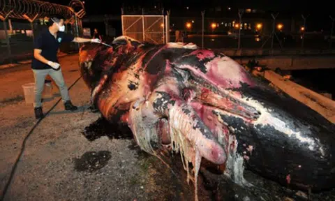 Dead sperm whale floating near Jurong Island: Here's what was found in its stomach