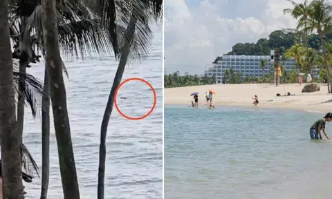 Water activities suspended at 3 Sentosa beaches after crocodile sighting; search under way
