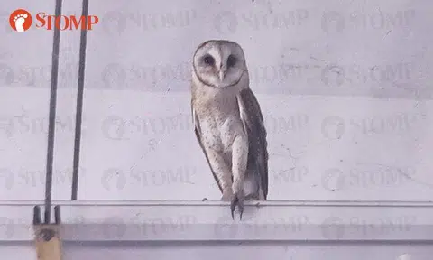Gorgeous barn owl makes surprise visit at Oasis Primary School