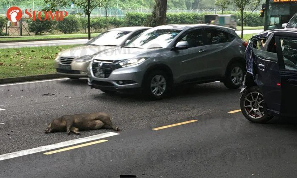 Wild boar killed, 3 people sent to hospital after 3-vehicle accident along Lentor Avenue