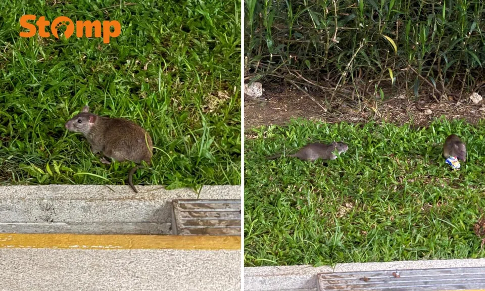 Rodent infestation in Eunos: Residents raise concerns