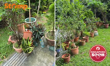 Serangoon neighbour places potted plants in front of Stomper's unit for a year without permission