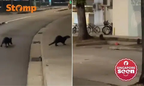 Stomper says otters wandering around Ang Mo Kio ‘very scared, like they were looking for their babies’