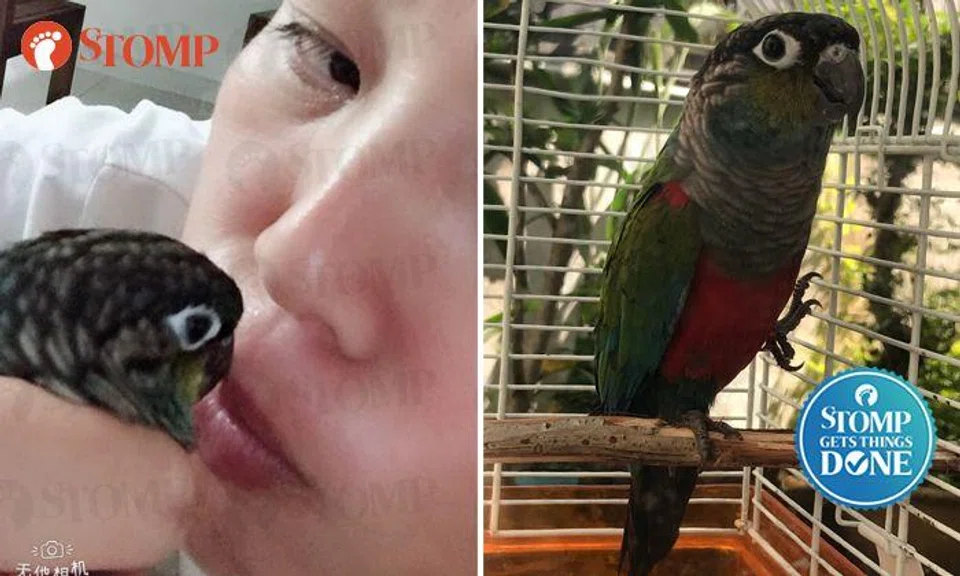 Woman who cried and prayed for parrot's return reunites with it after Stomp report