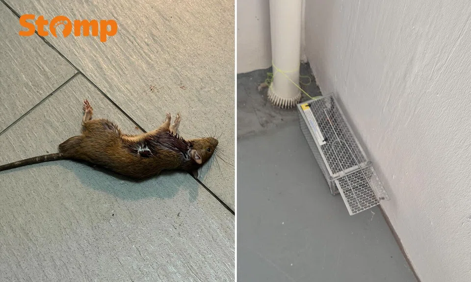 Tampines resident’s doorbell camera catches rat