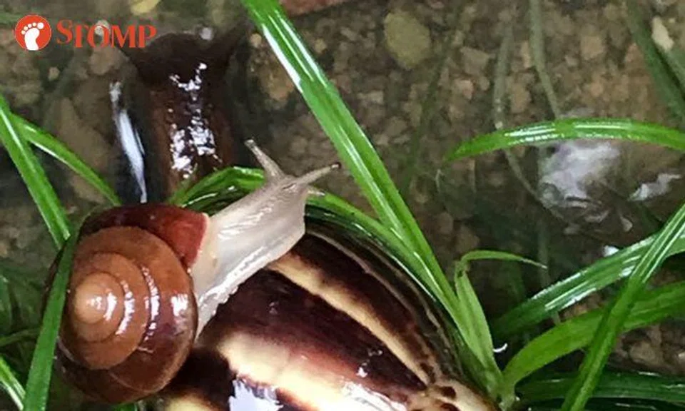 Large snail offering a lift to smaller snail will make your heart melt