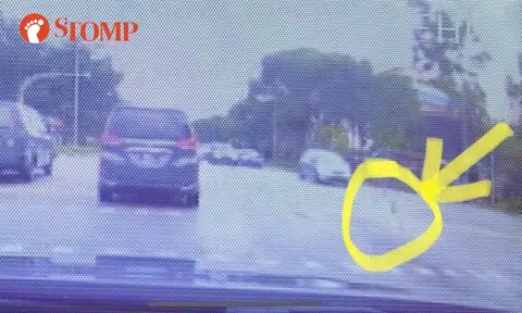 'Fish drops from sky' and hits car in Tampines