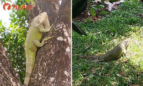 Huge iguana attracts onlookers near Hillview MRT Station: 'It was my lucky day'