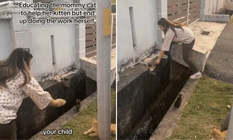 The woman rescued a kitten from a ledge across a drain. 