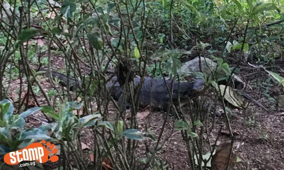 Huge monitor lizard greets passers-by at park near Khoo Teck Puat Hospital