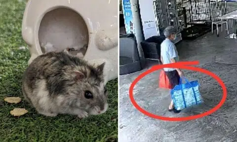A man was caught on CCTV abandoning a hamster at the SPCA.