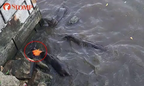 Watch how koi fish tricks otters to escape death's clutches in Singapore River
