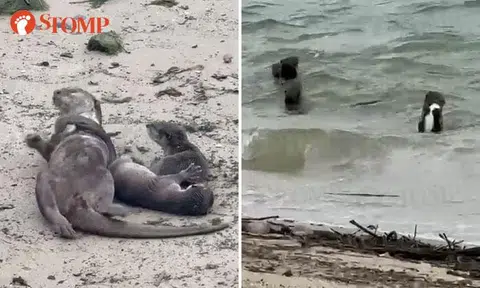 Otters frolicking in sand and sea: Stompers catch adorable sightings from Labrador Park to Changi Beach