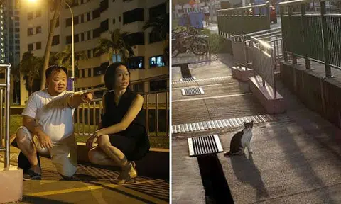 Volunteers help abandoned cats Dakota Crescent: 23 felines found at vacated blocks