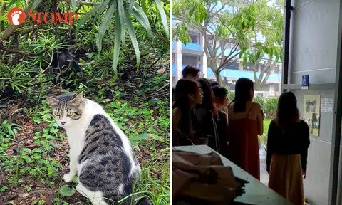 Beloved community cat euthanised after it was allegedly abducted and found beaten up in Clementi