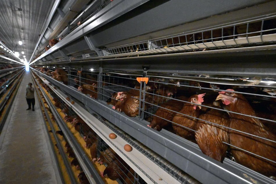 Seng Choon Farm has been producing eggs since the 1980s. 