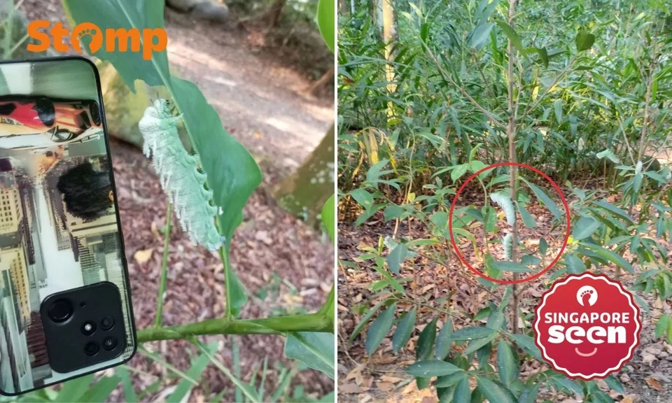 ‘Never seen caterpillars this huge’: Atlas Moth larvae spotted at Yishun Park