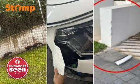 Condo resident blames chicken for her driving into wall, has to pay for damage to car -- and wall