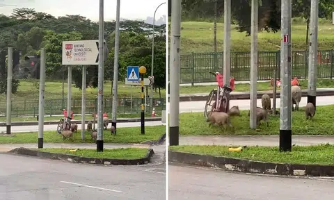 family of wild boars outside ntu