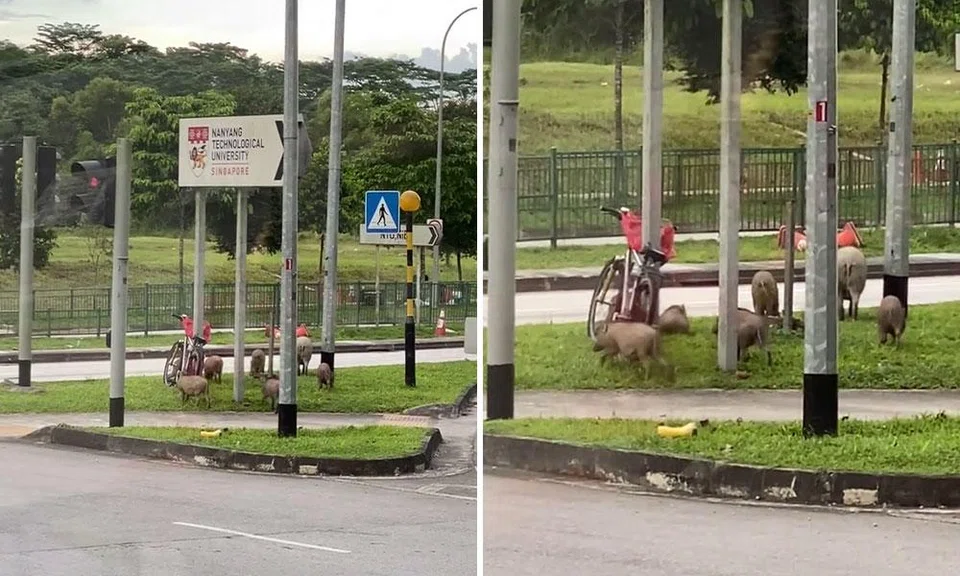 family of wild boars outside ntu