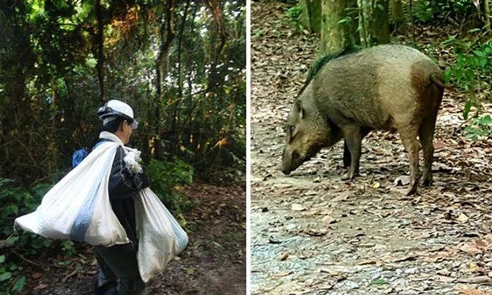 The number of people picking durians at Rifle Range Road have increased, despite encounters with wild boars. Photo: Illustration from Lianhe Wanbao