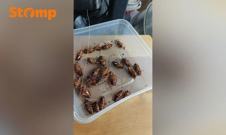 Tampines residents cockroaches infestation rubbish chute