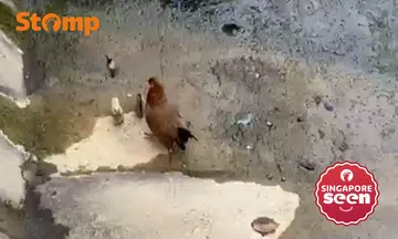 Passer-by helpless after seeing hen guarding chicks inside Yishun monsoon drain