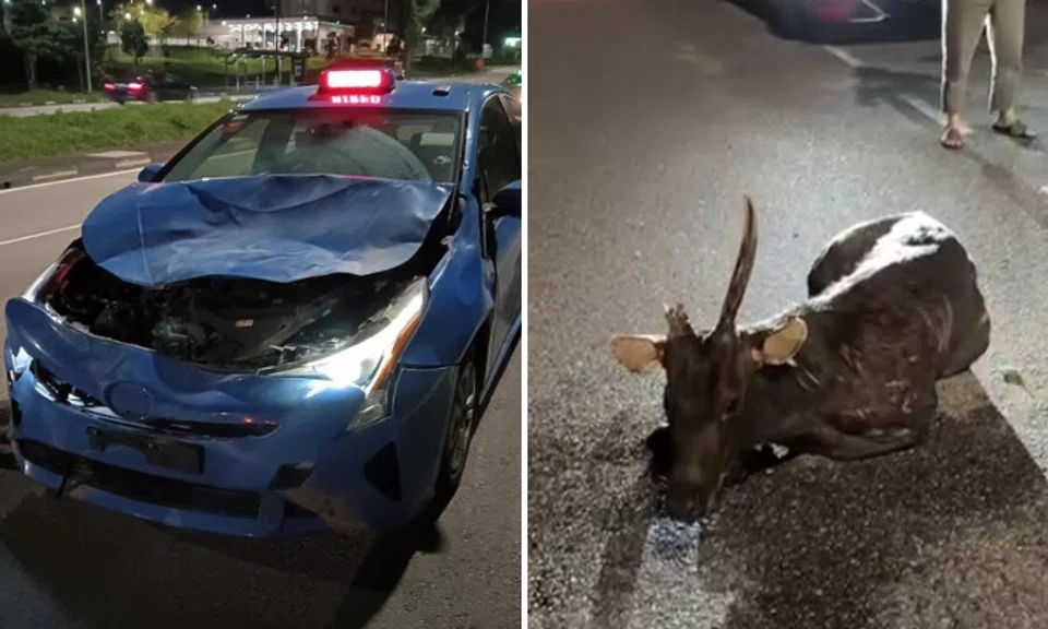 A rare wild deer native to Singapore and confined to forests near the Central Catchment Nature Reserve was found dead after an accident involving a taxi.