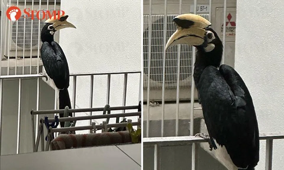 Hornbill silently inspects surroundings on East Coast kitchen balcony, leaving Stomper in awe 