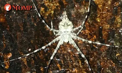 Can you see it? Yet another spider with 'face' spotted at Hougang